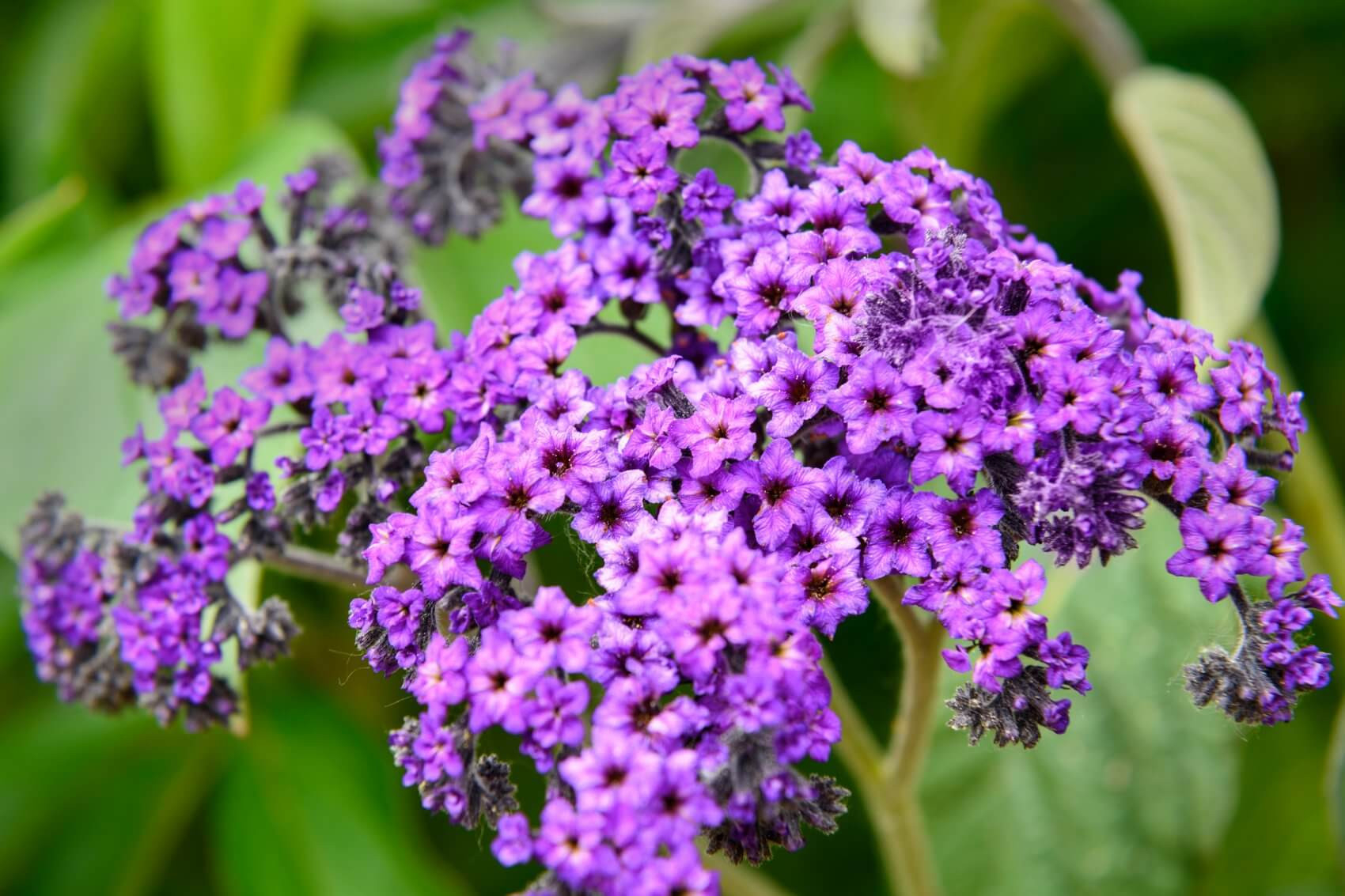 Heliotrope Flower Meaning, Symbolism, And Uses - Petal Republic