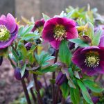 Hellebore Plant Care & Growing Tips | Horticulture.co.uk