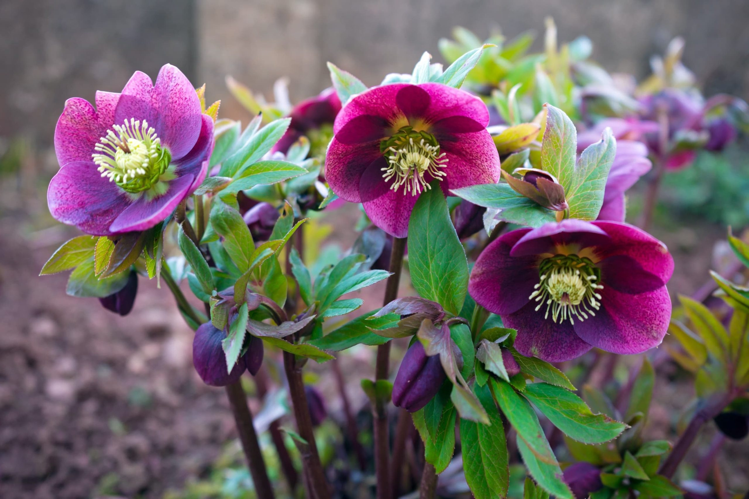 Hellebore Plant Care & Growing Tips | Horticulture.co.uk