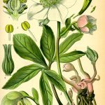 Hellebore – Wikipedia