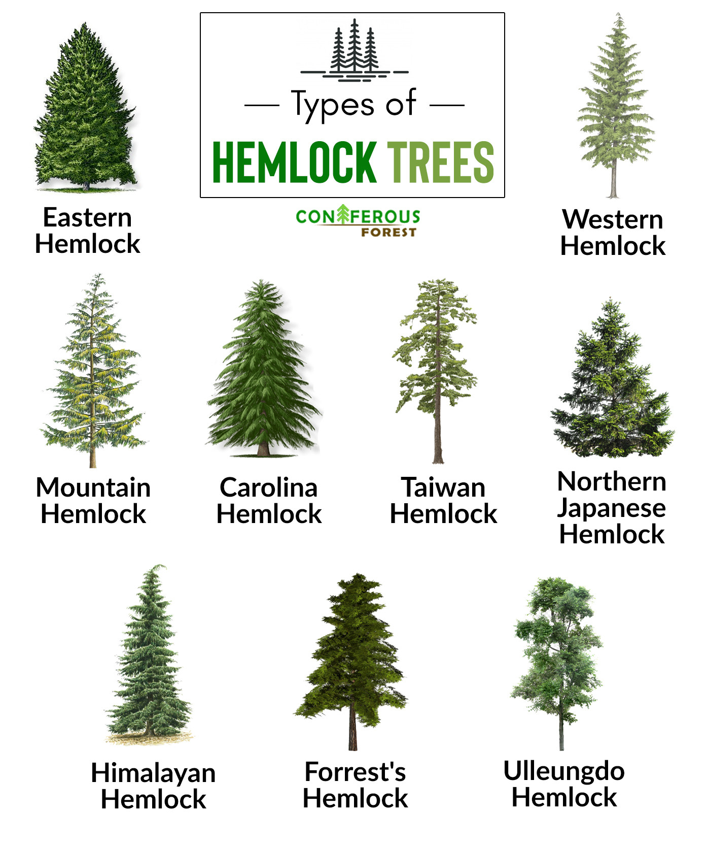 Hemlock Tree Facts, Definition, Types, Identification, Pictures