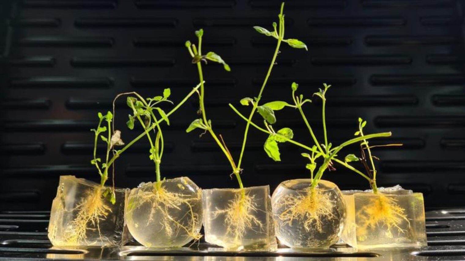 Here'S How To Water Your Plants Just Twice A Year – Israel21C