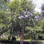 Heritage River Birch Trees For Sale At Arbor Day'S Online