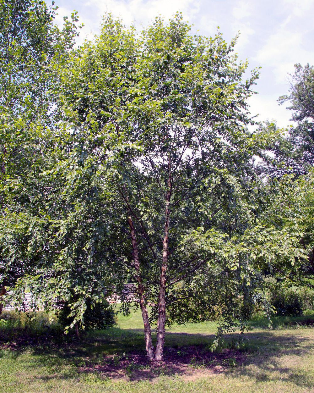 Heritage River Birch Trees For Sale At Arbor Day'S Online