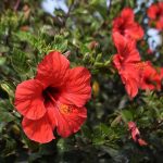 Hibiscus Flower Growing Guides, Tips, And Information | Gardener'S