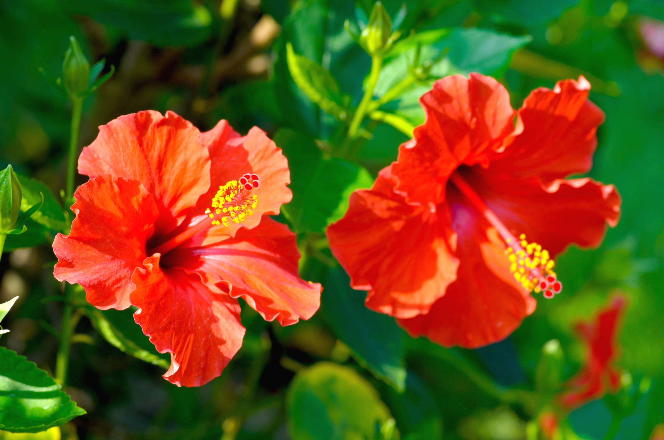 Hibiscus Flower: How To Grow And Care For Your Hibiscus Plant