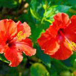 Hibiscus Flower: How To Grow And Care For Your Hibiscus Plant