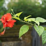 Hibiscus: Plant Care & Growing Guide