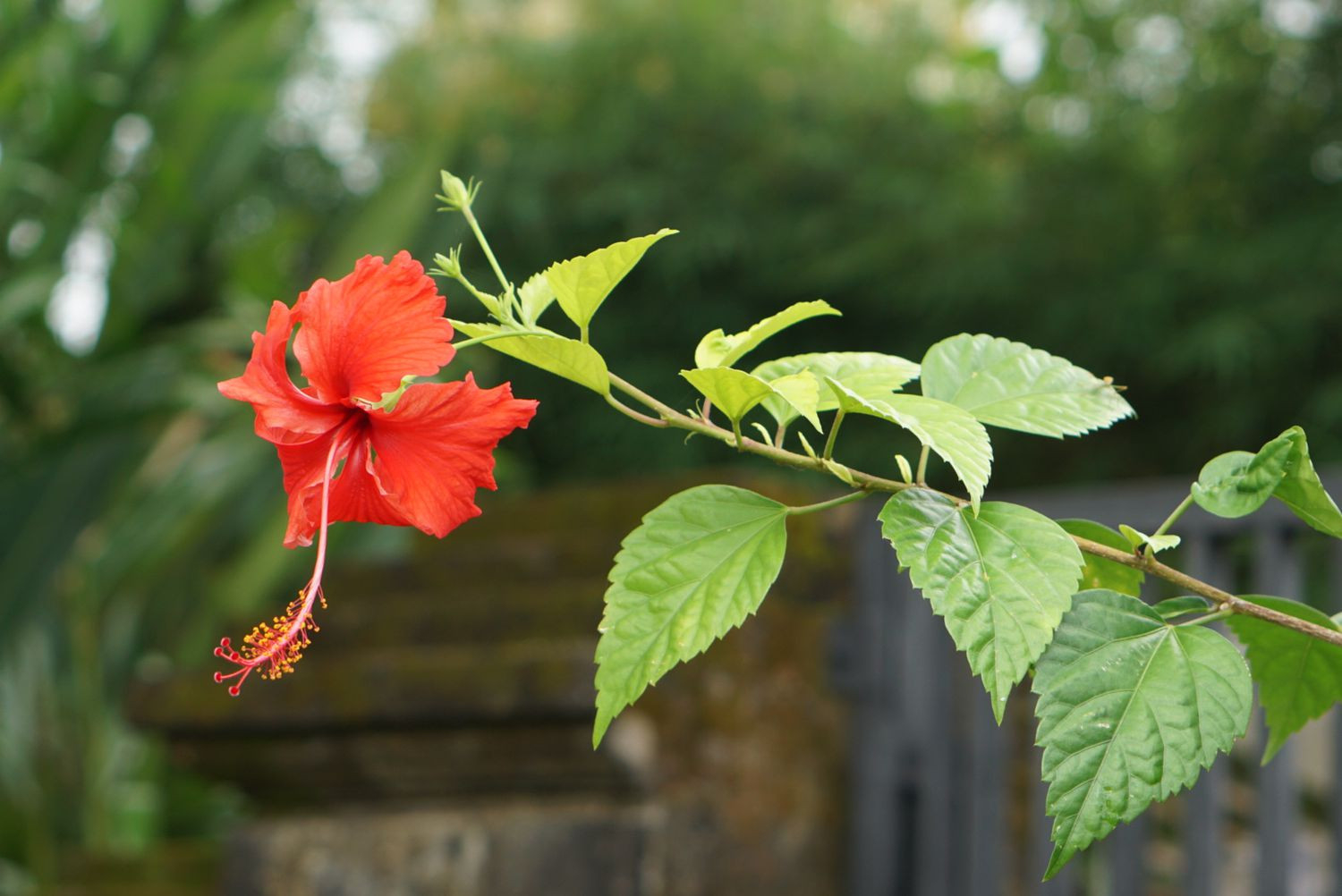 Hibiscus: Plant Care & Growing Guide
