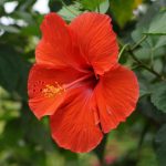 Hibiscus: Plant Care & Growing Guide