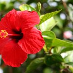 Hibiscus Rosa Sinensis – Wikipedia