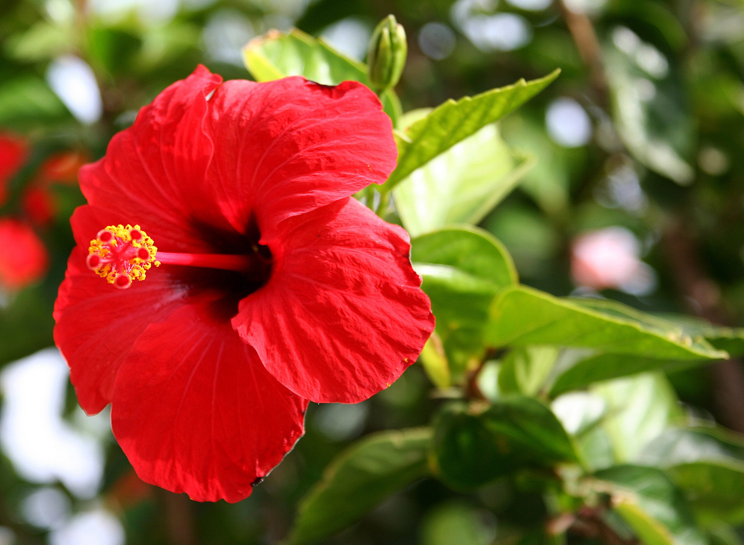 Hibiscus Rosa Sinensis - Wikipedia