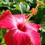 Hibiscus | San Diego Zoo Animals & Plants