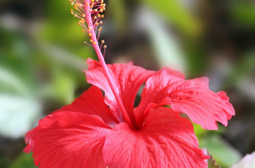  Hibiscus Plant