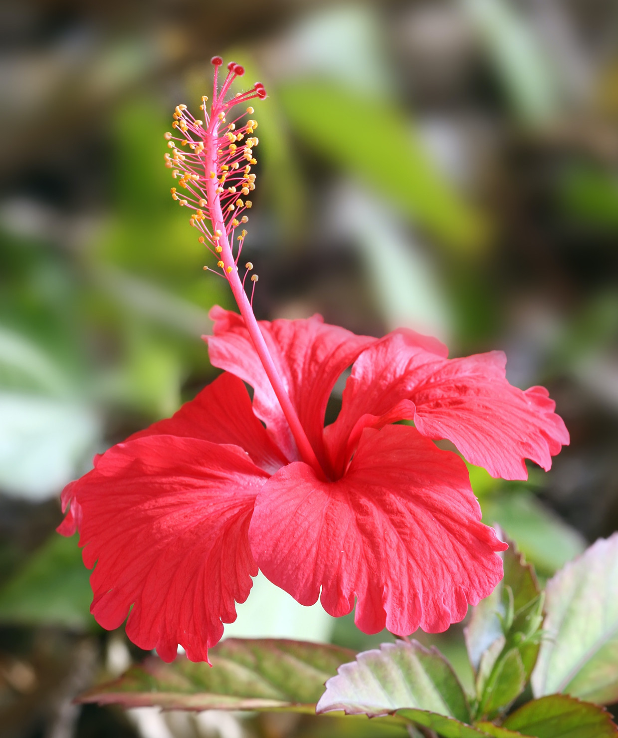 Hibiscus – Wikipedia