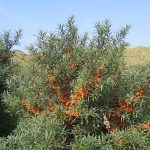 Hippophae – Wikipedia