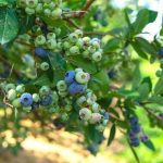 How Big Do Blueberry Bushes Actually Get?