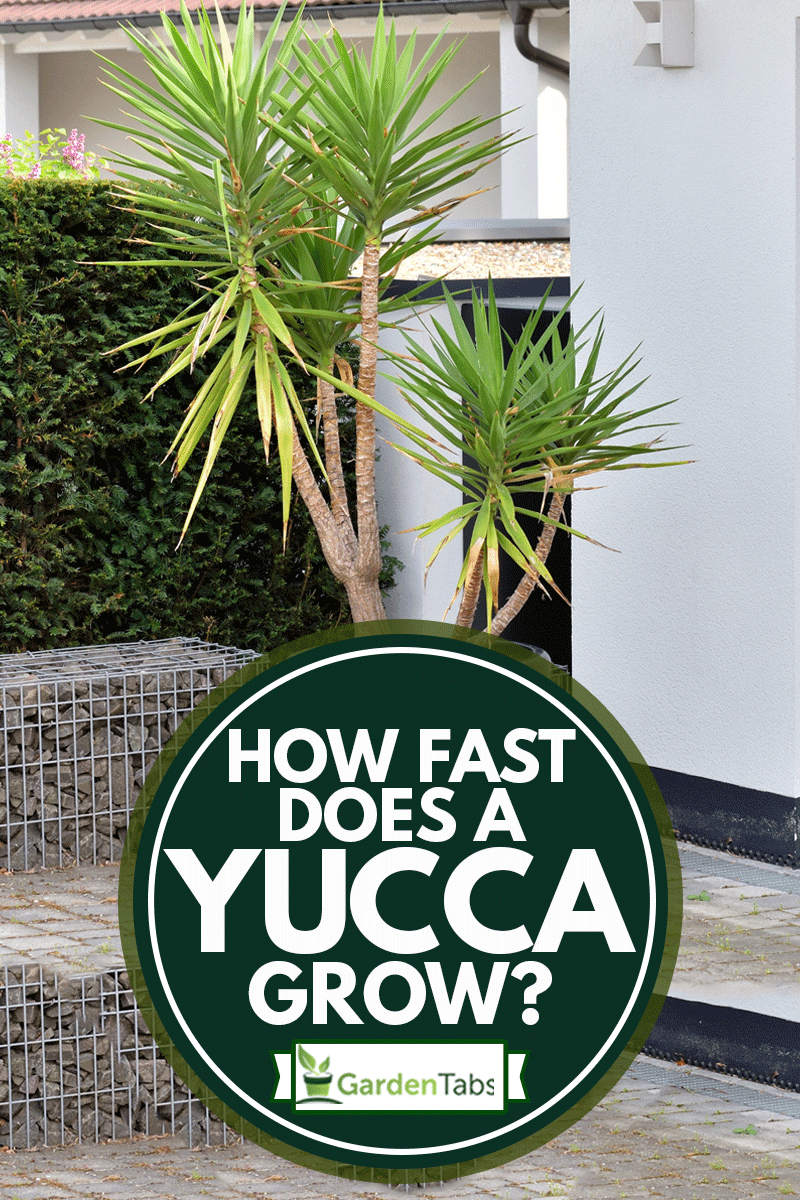 How Fast Does A Yucca Grow? – Gardentabs
