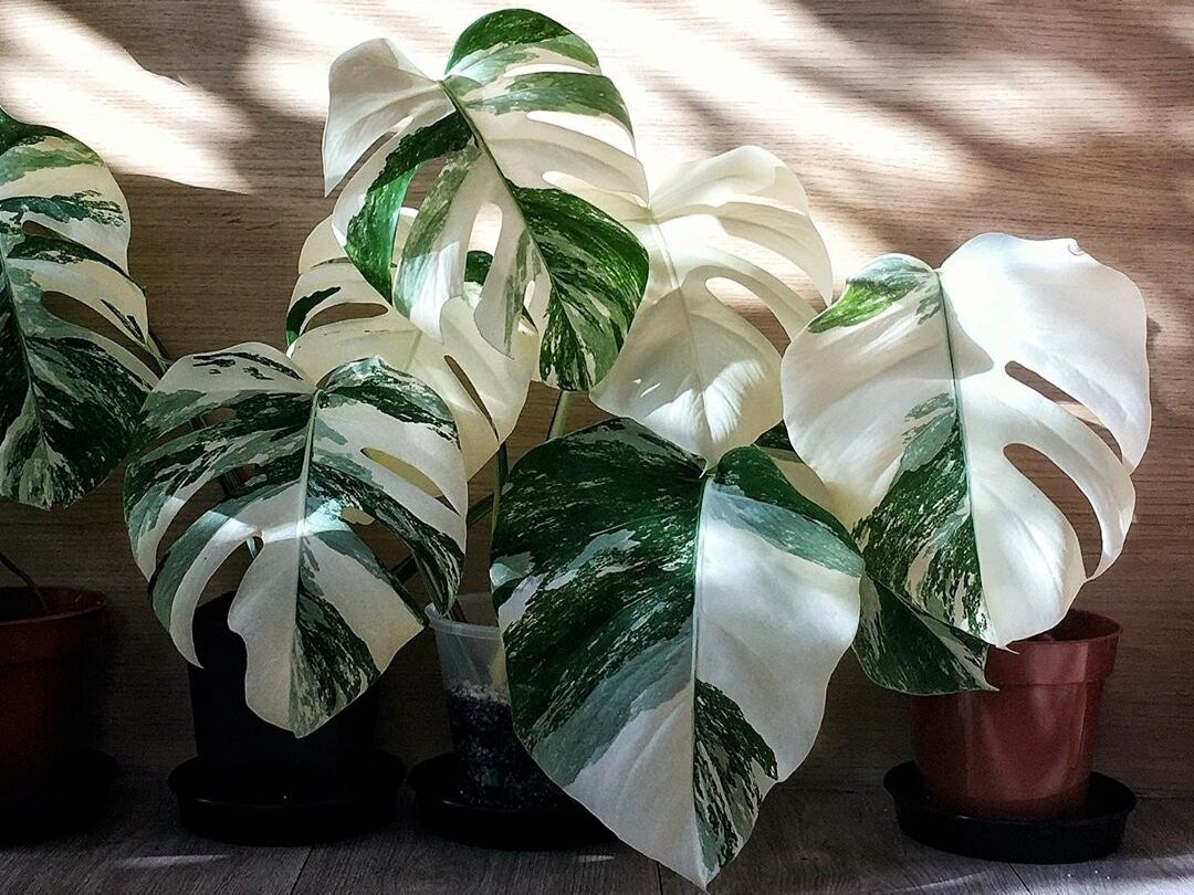 How The Variegated Monstera Became An Instagram Obsession — Plant