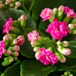 How To Care For A Kalanchoe Blossfeldiana Plant