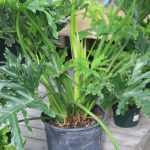 How To Care For A Philo Or Philodendron Selloum "Hope" Houseplant