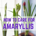 How To Care For A Potted Amaryllis So That It Blooms Again – Dengarden