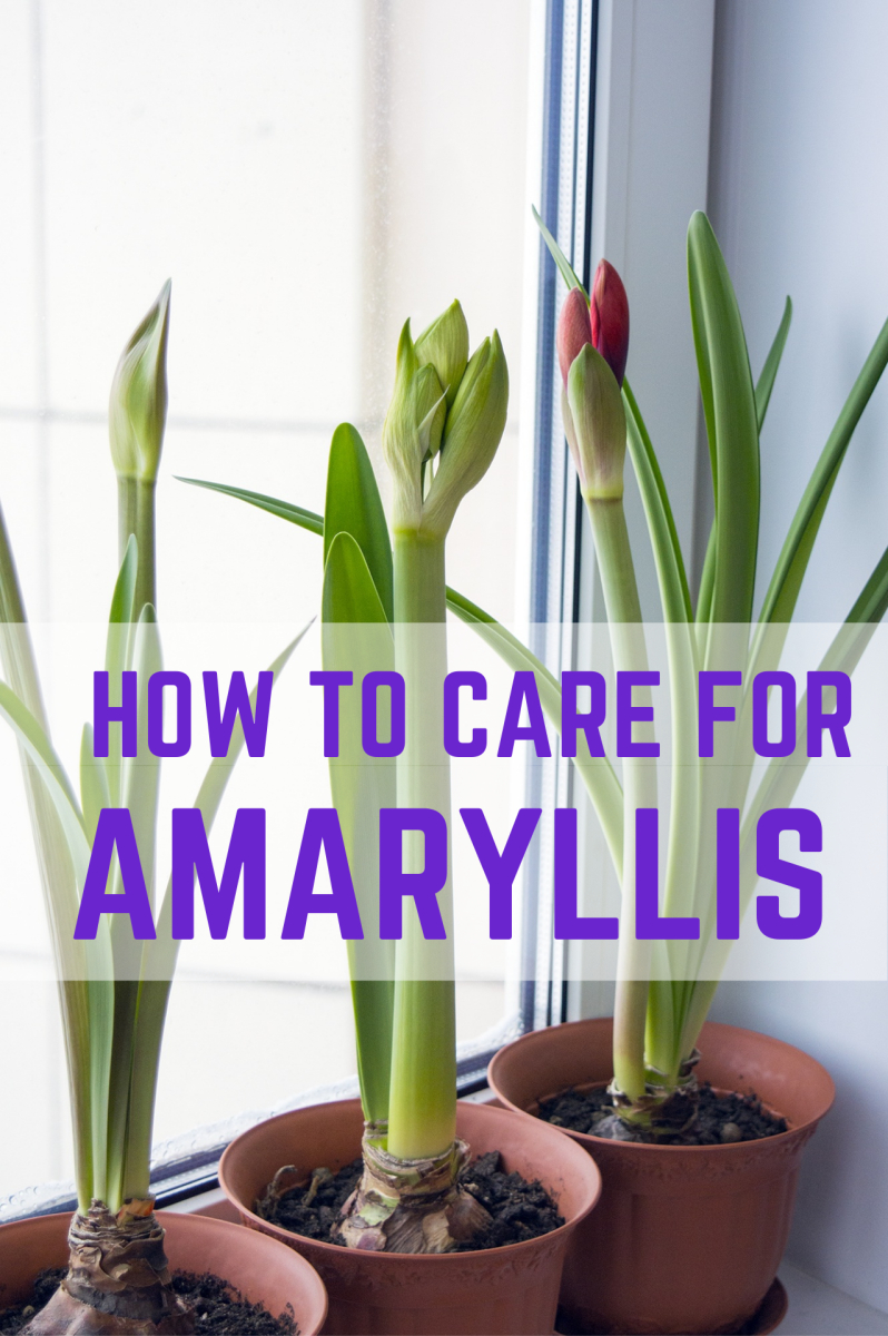 How To Care For A Potted Amaryllis So That It Blooms Again – Dengarden