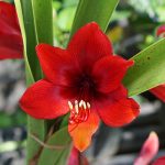 How To Care For Amaryllis Flowers Year Round