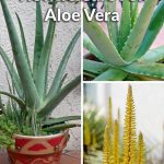 How To Care For An Aloe Vera Plant | Joy Us Garden