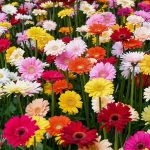 How To Care For And Grow Gerbera Daisies | Martha Stewart