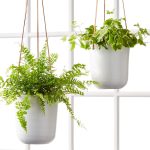 How To Care For Hanging Plants | Hanging Plant Care | Plants