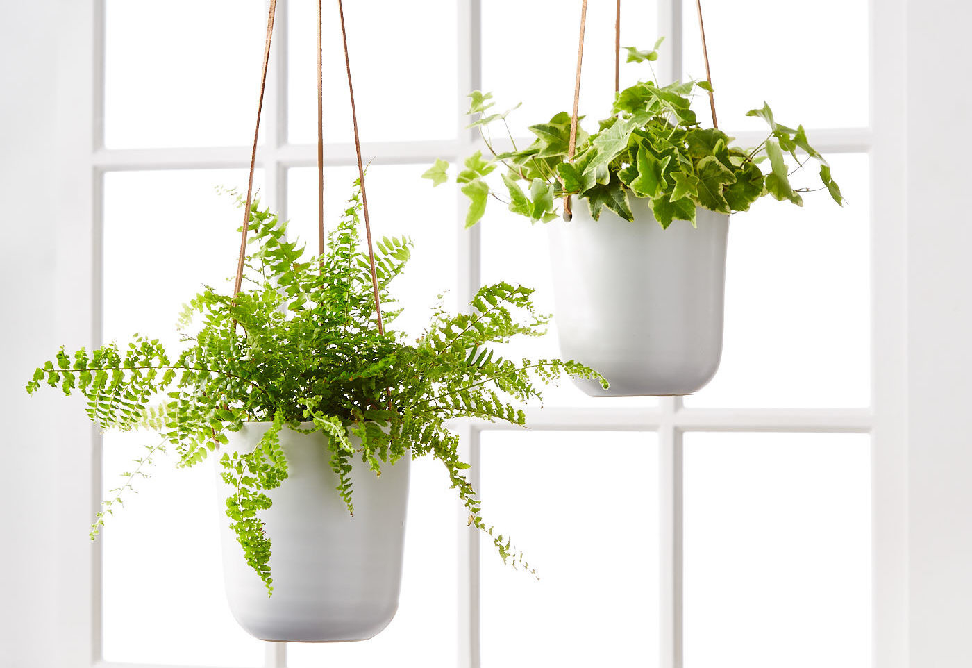 How To Care For Hanging Plants | Hanging Plant Care | Plants