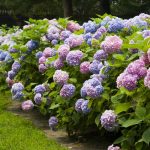 How To Care For Hydrangeas: From Gardens To Bouquets