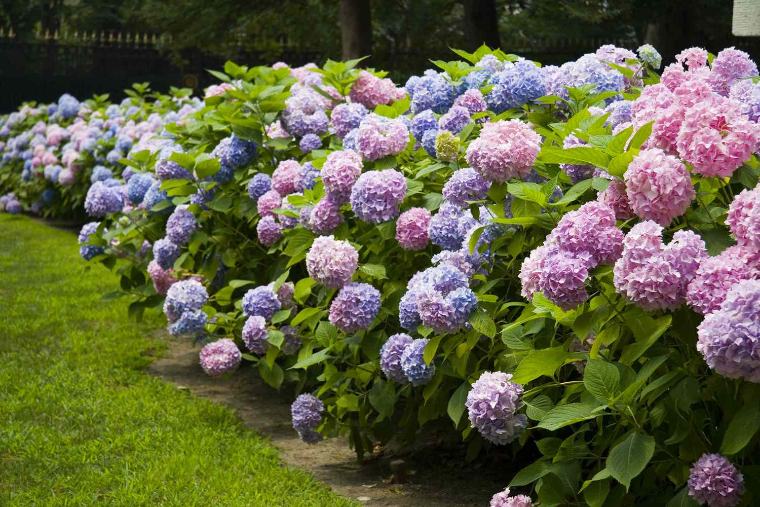 How To Care For Hydrangeas: From Gardens To Bouquets