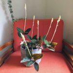 How To Care For Jewel Orchids : Macodes Petola + Ludisia Discolor