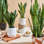 How To Care For Snake Plants (Growing Seasons, Soil & More