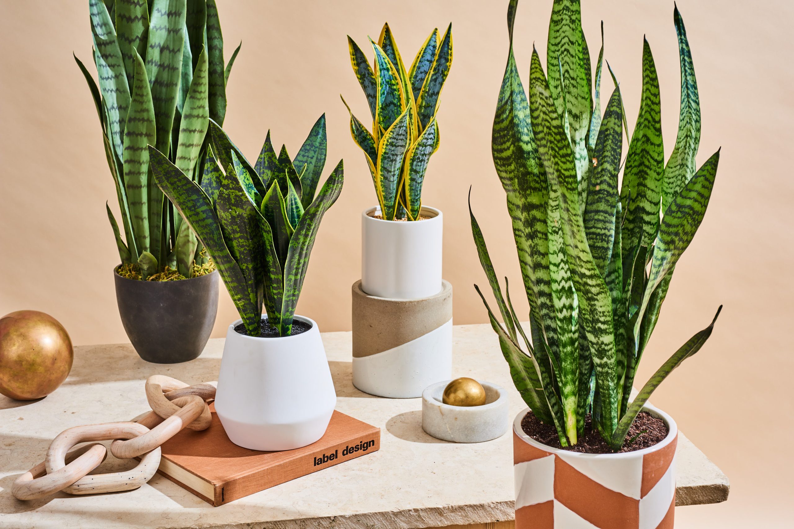 How To Care For Snake Plants (Growing Seasons, Soil & More