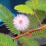 How To Care For The Sensitive Plant So It Thrives