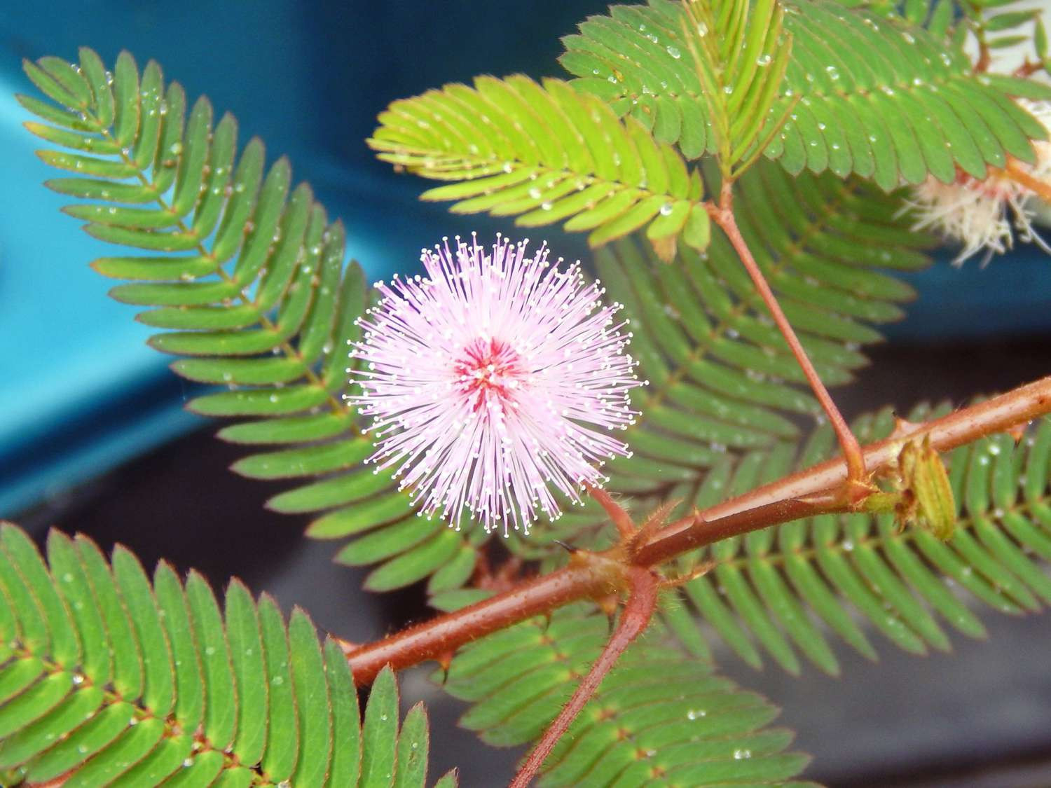 How To Care For The Sensitive Plant So It Thrives