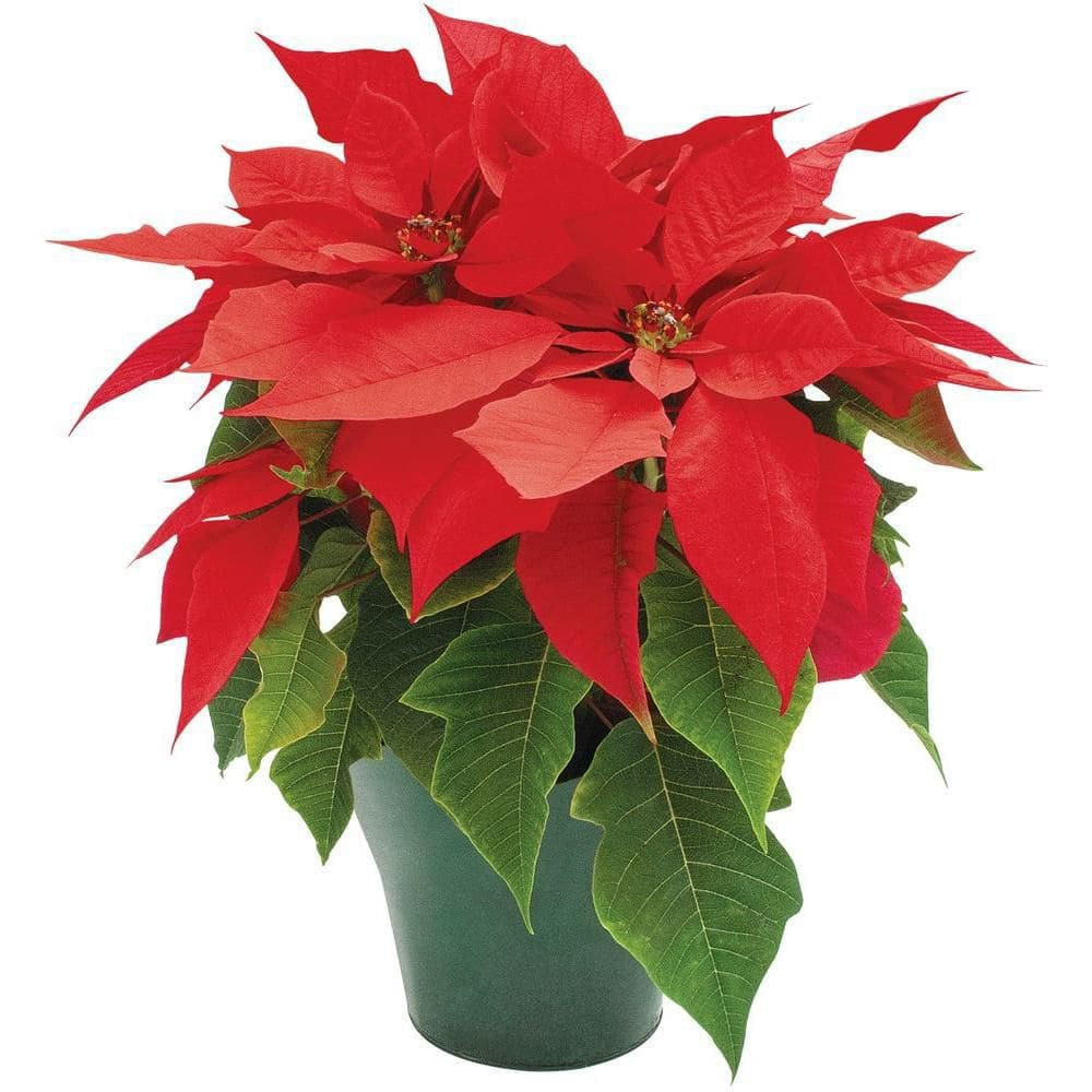 How To Care For Your Poinsettia Plants