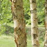 How To Choose, Plant And Grow River Birch Trees | Hgtv