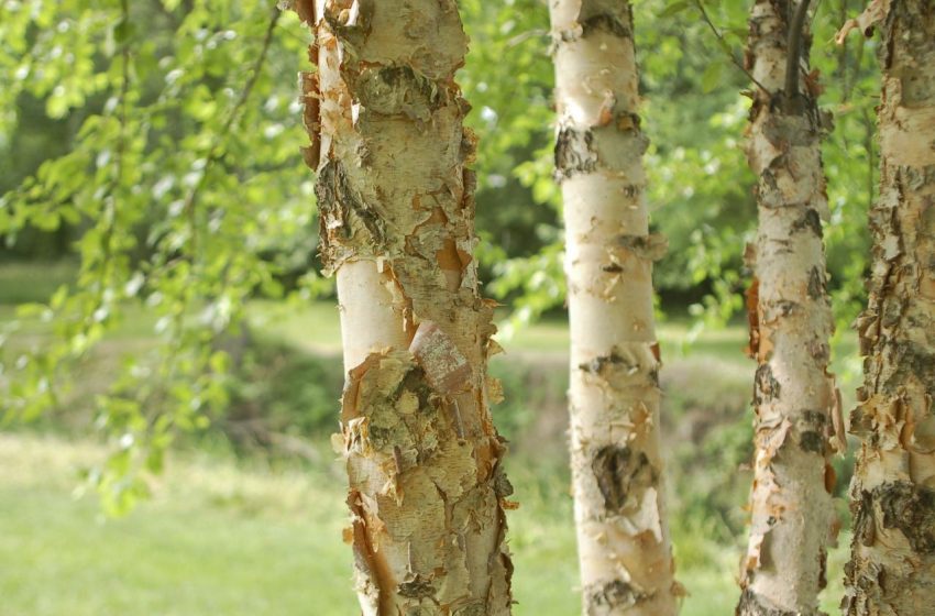  River Birch Plant