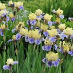 How To Divide Bearded Iris | My Garden Life