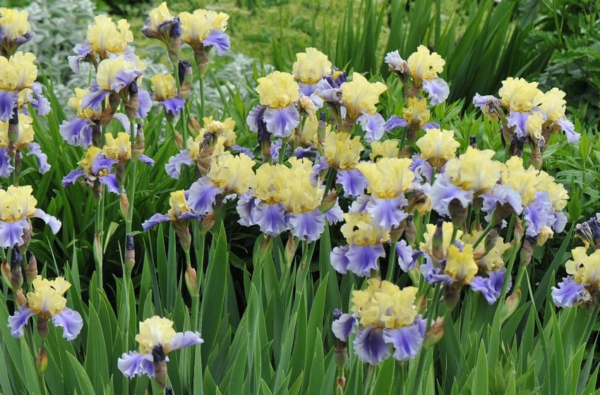  Bearded Iris Plant