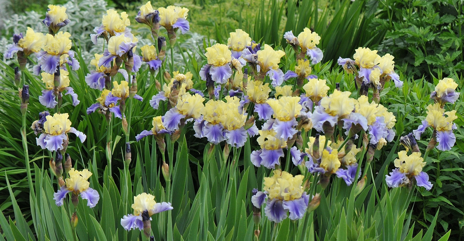 How To Divide Bearded Iris | My Garden Life