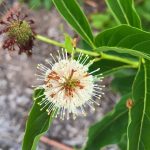 How To Find Native Plants Near Me – Native Backyards