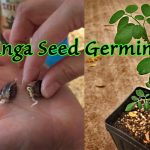 How To Germinate Moringa Seeds – 90% Success Rate