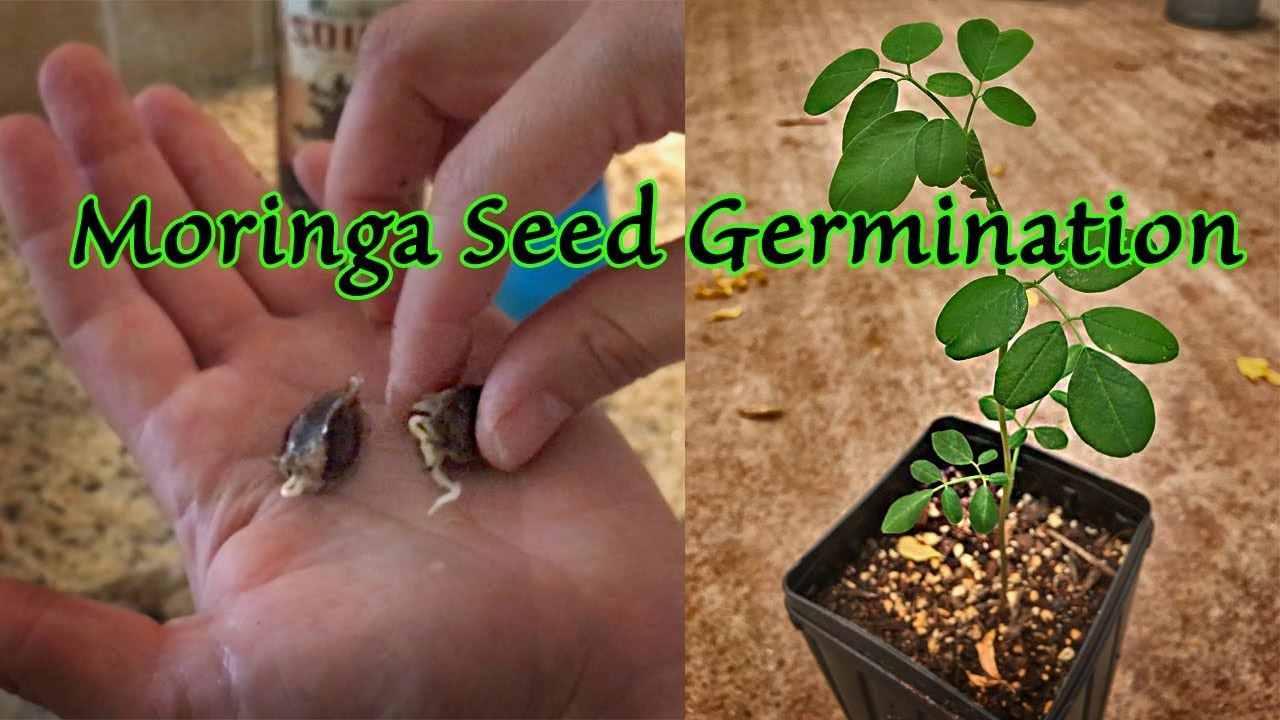 How To Germinate Moringa Seeds - 90% Success Rate