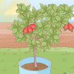 How To Grow A Cashew Nut In A Pot: 6 Steps (With Pictures)