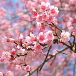 How To Grow A Flowering Cherry Tree | Lovethegarden